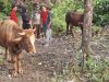 Refleksi Keihlasan, Kader Banteng Jombang Salurkan Dua Sapi Kurban untuk Warga