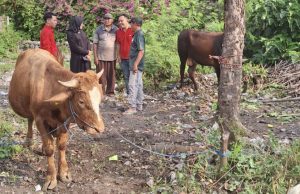 Refleksi Keihlasan, Kader Banteng Jombang Salurkan Dua Sapi Kurban untuk Warga