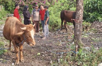 Refleksi Keihlasan, Kader Banteng Jombang Salurkan Dua Sapi Kurban untuk Warga